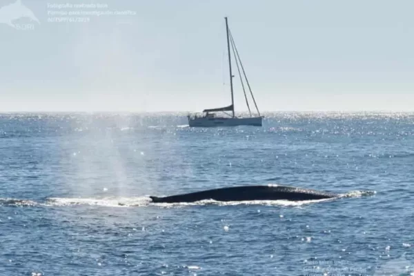 Blue Whales Returning to Spain After 40 years amid Climate Change