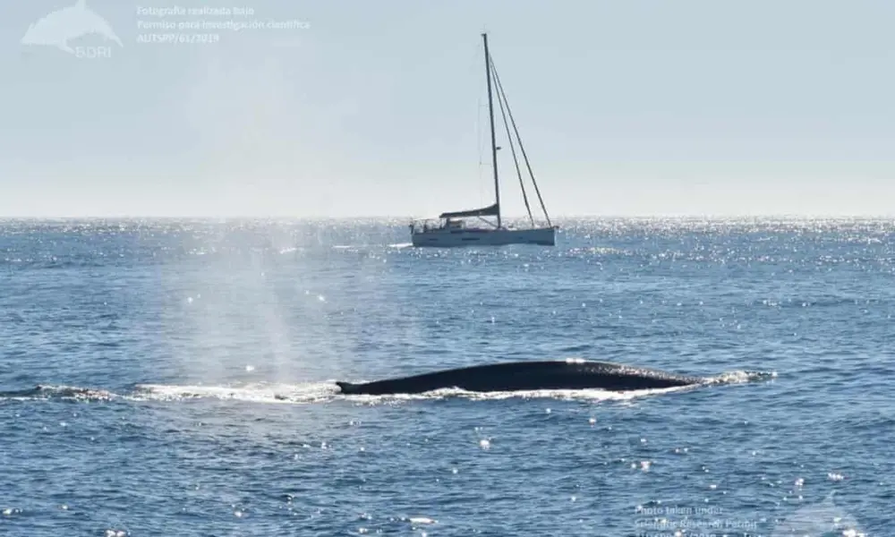 Blue Whales Returning to Spain After 40 years amid Climate Change
