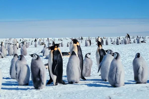 Emperor Penguins to be Listed as Endangered Species in IUCN amid Climate Crisis