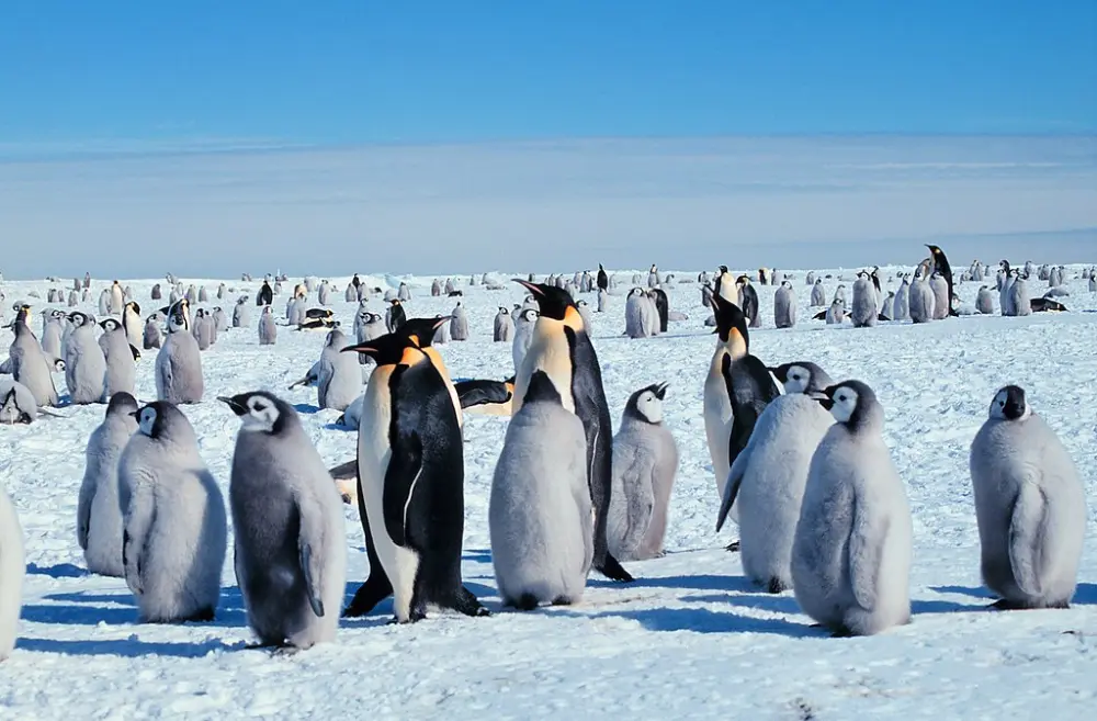 Emperor Penguins to be Listed as Endangered Species in IUCN amid Climate Crisis