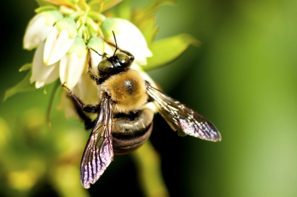 First Ever Global Risk Index Foresees The Loss Of Important Pollinators