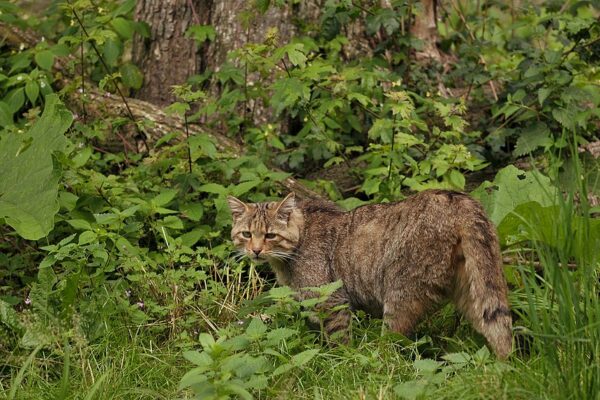 Homecoming-of-Wild-Cats-to-Netherlands-After Disappearing for Ages