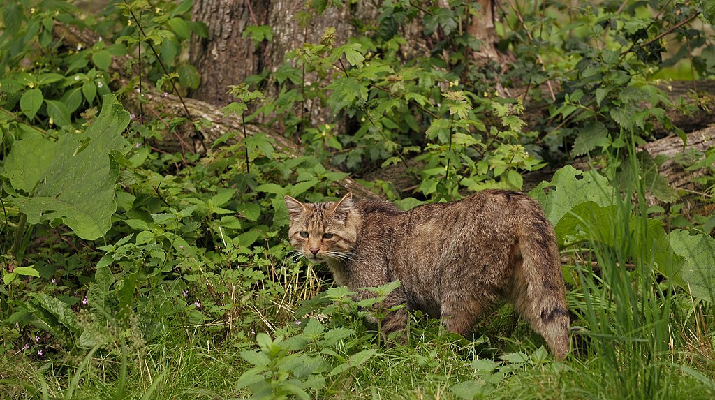 Homecoming-of-Wild-Cats-to-Netherlands-After Disappearing for Ages