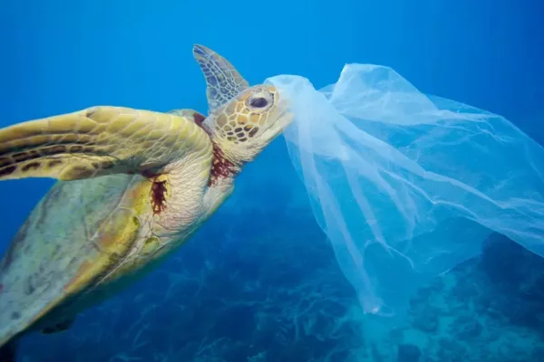 Juvenile Turtles Most at Risk from Ocean Plastic Pollution, Study