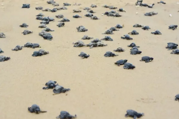 Mandapam Wildlife Range Sets Highest Turtle Egg Collection Record in 2021