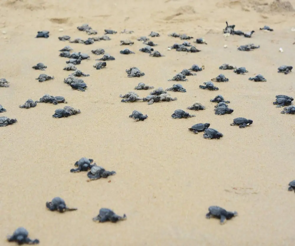 Mandapam Wildlife Range Sets Highest Turtle Egg Collection Record in 2021