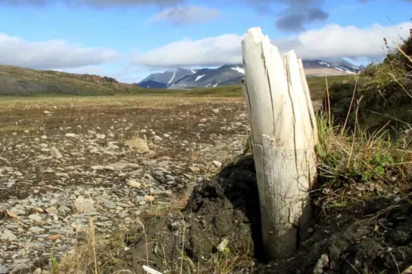 Melting Siberian Permafrost Uncovers Prehistoric Fossils and Methane