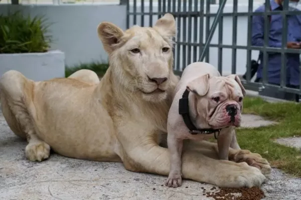 Pet Lion Wandering Phnom Penh Streets Ignites Animal Cruelty Debate