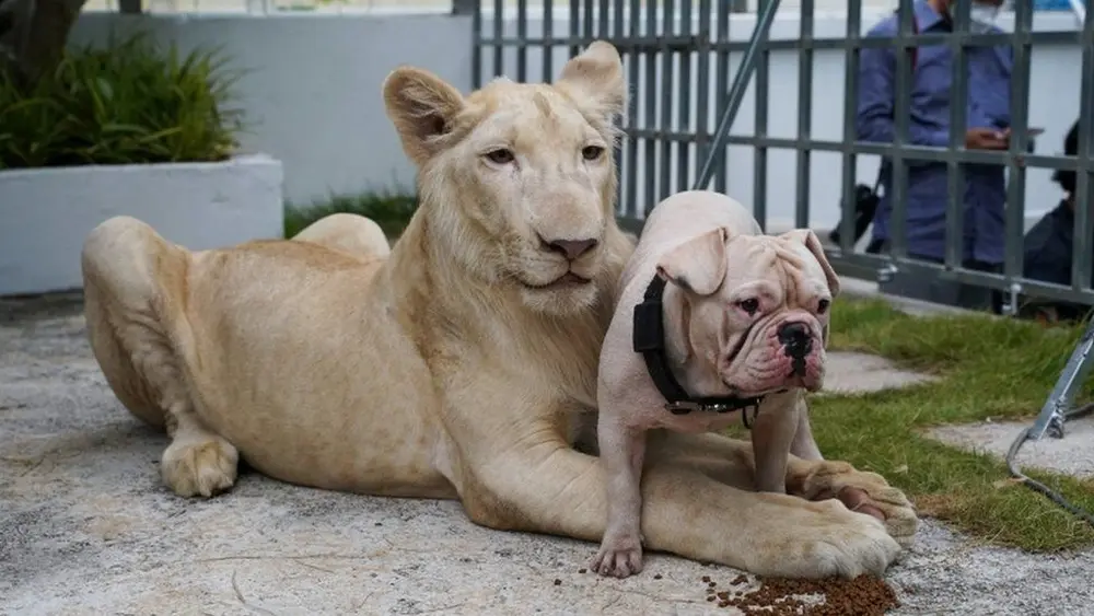 Pet Lion Wandering Phnom Penh Streets Ignites Animal Cruelty Debate