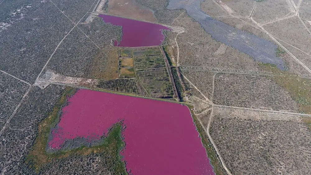 Pollution Turns Two Argentina Lakes Bright Pink and Foul-Smelling