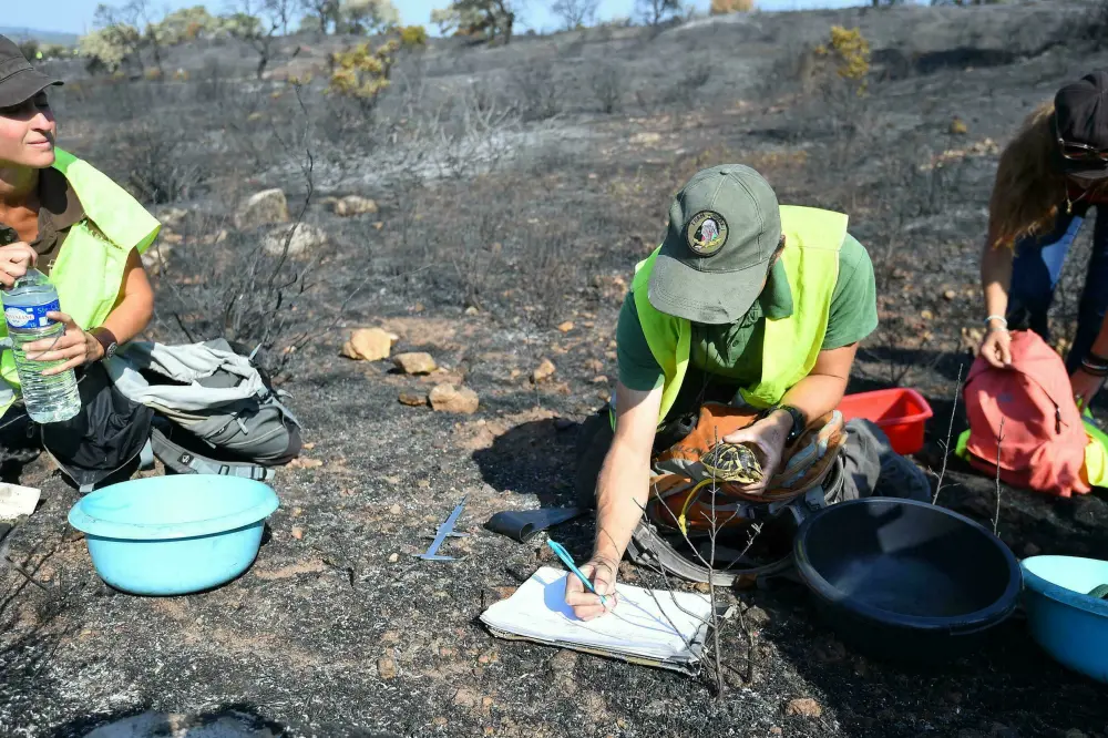 Rescuers Race to Save Tortoises amid Raging Wildfire in France