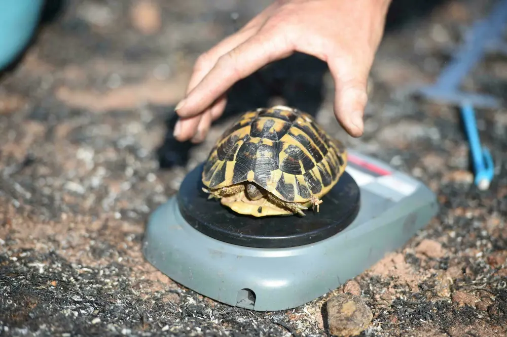Rescuers Race to Save Tortoises amid Raging Wildfire in France