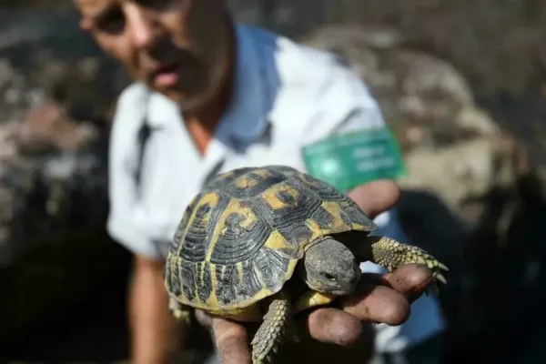 Rescuers Race to Save Tortoises amid Raging Wildfire in France