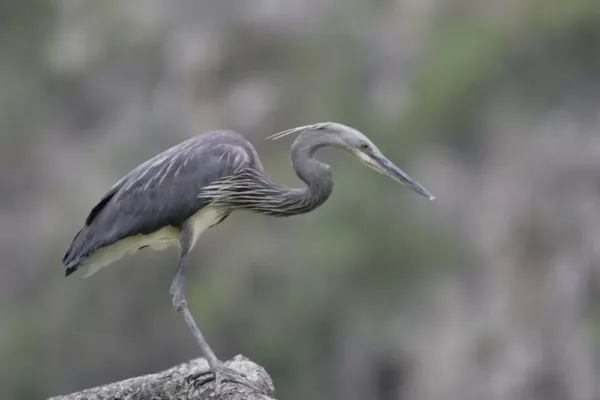 Scientists Discover the Reason Behind Excessively Depleting White Bellied Heron Populations