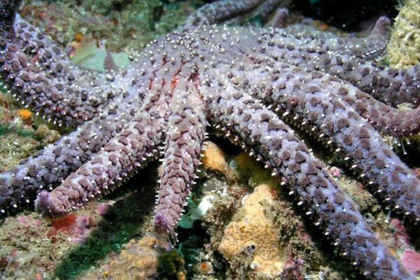 Sunflower Sea Star is Declared Critically Endangered By IUCN