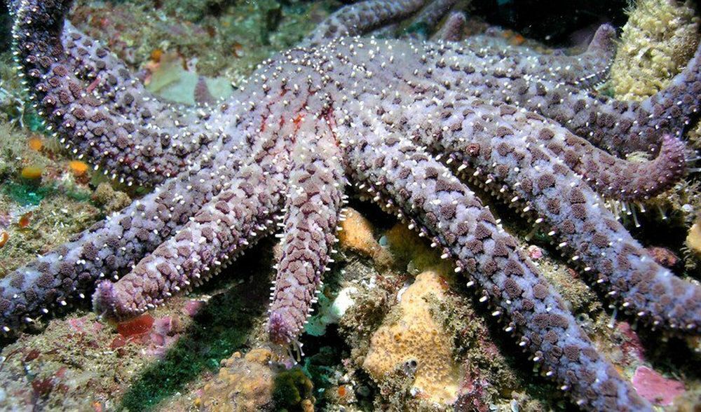Sunflower Sea Star is Declared Critically Endangered By IUCN