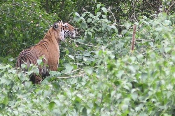 Two Tiger Reserves In Tamil Nadu Earned The Global Elite Title