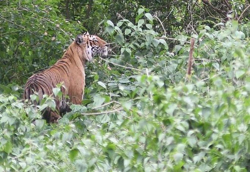 Two Tiger Reserves In Tamil Nadu Earned The Global Elite Title