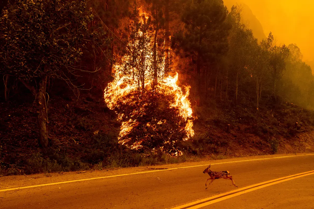 Wildfire Season 2021 in Pictures