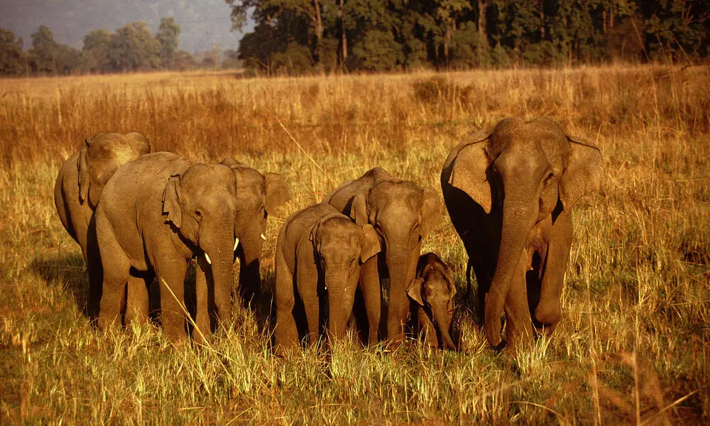 World Elephant Day 2021: Battle to Save Majestic Animals from Extinction