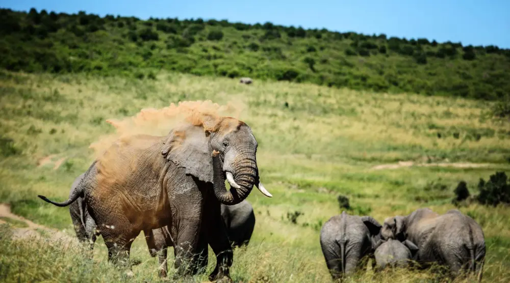 World Elephant Day 2021: Battle to Save Majestic Animals from Extinction