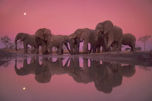 World Elephant Day 2021: Battle to Save Majestic Animals from Extinction