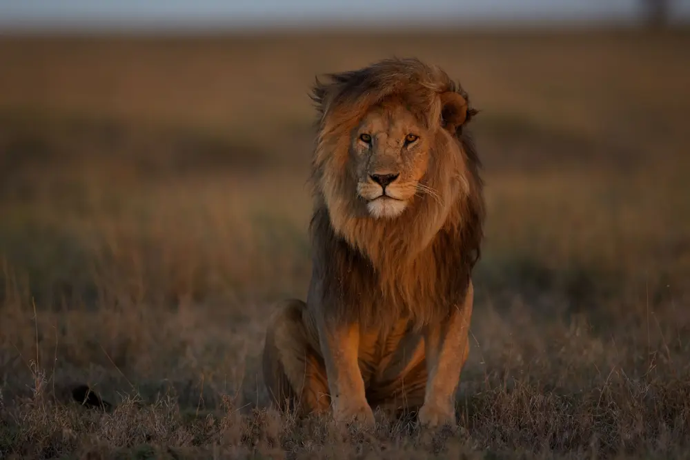 World Lion Day 2021 Raises Awareness About the 'King of the Jungle'