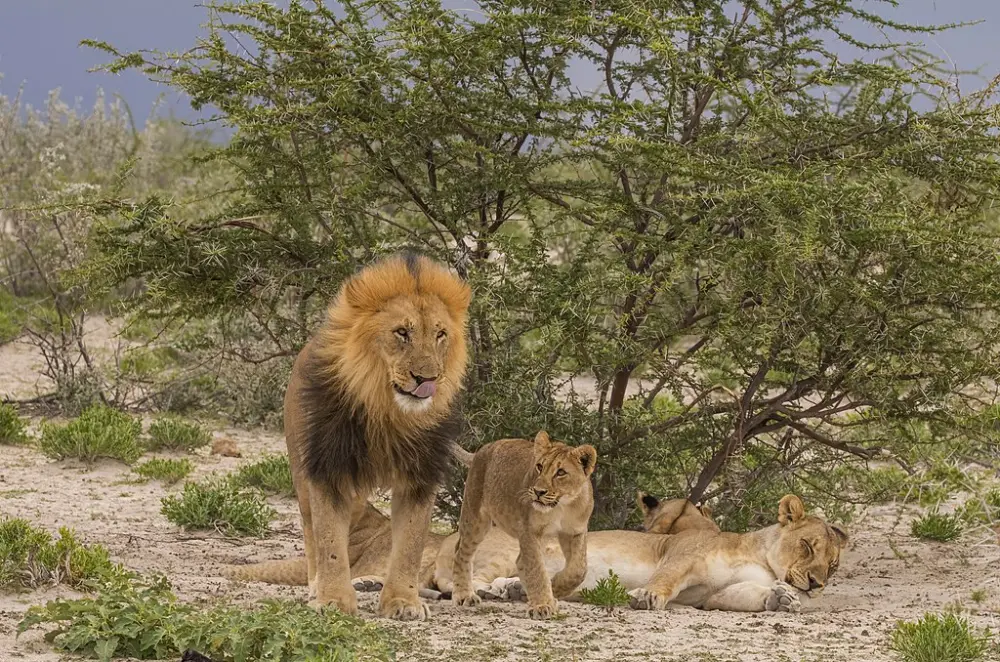 World Lion Day 2021 Raises Awareness About the 'King of the Jungle'