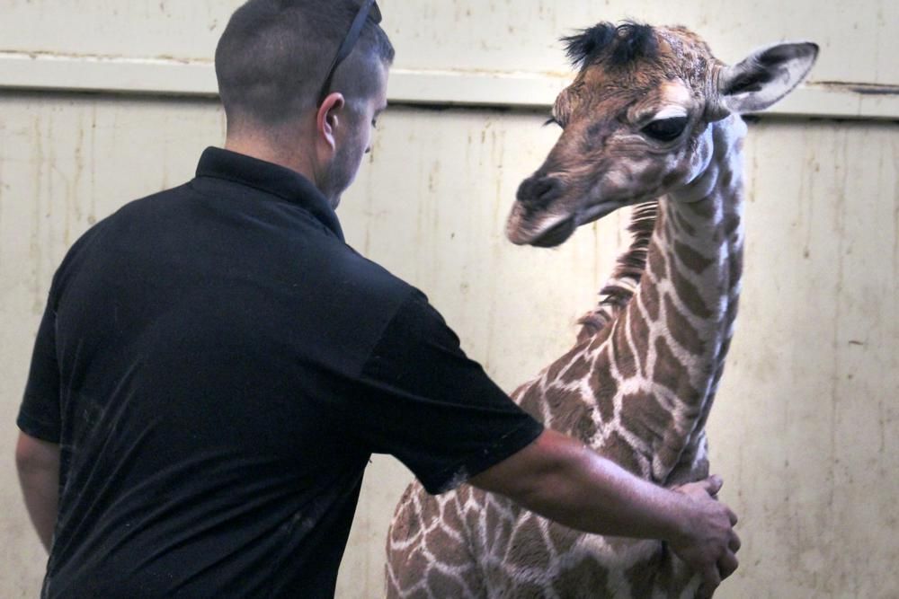 Zoo’s Newborn Giraffe Stands 6 Feet Tall