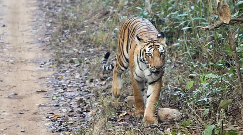 7 Major Wildlife Corridors in India