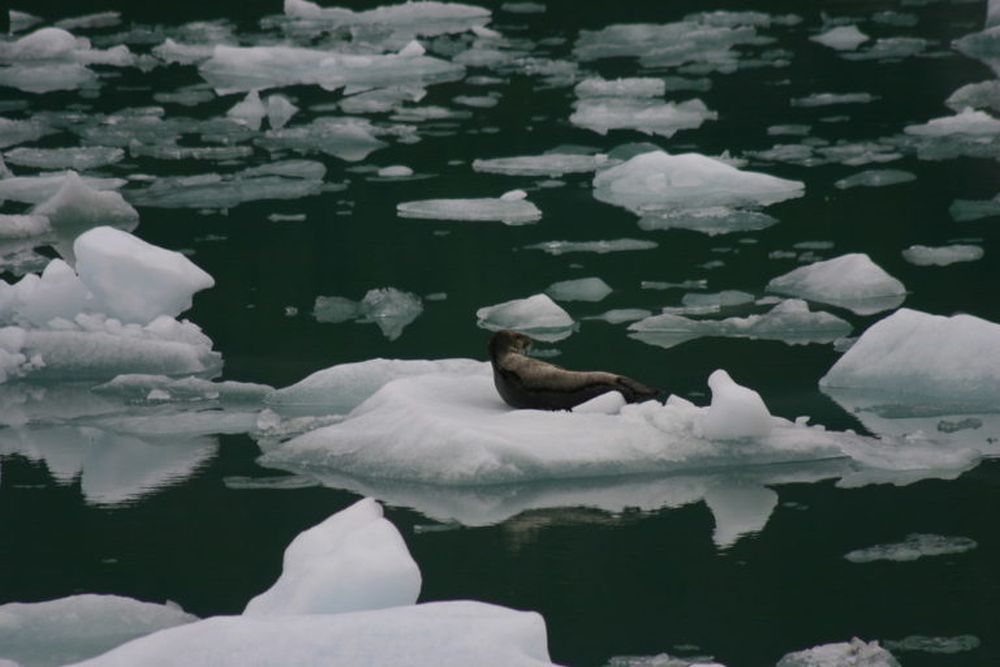 Arctic sea ice set amount of multiyear ice at a record low