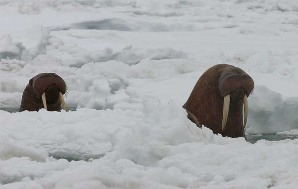 Arctic sea ice set amount of multiyear ice at a record low