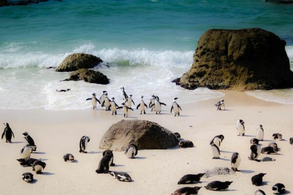 Bees Killed Enormous Number of African Penguins on a South African Beach