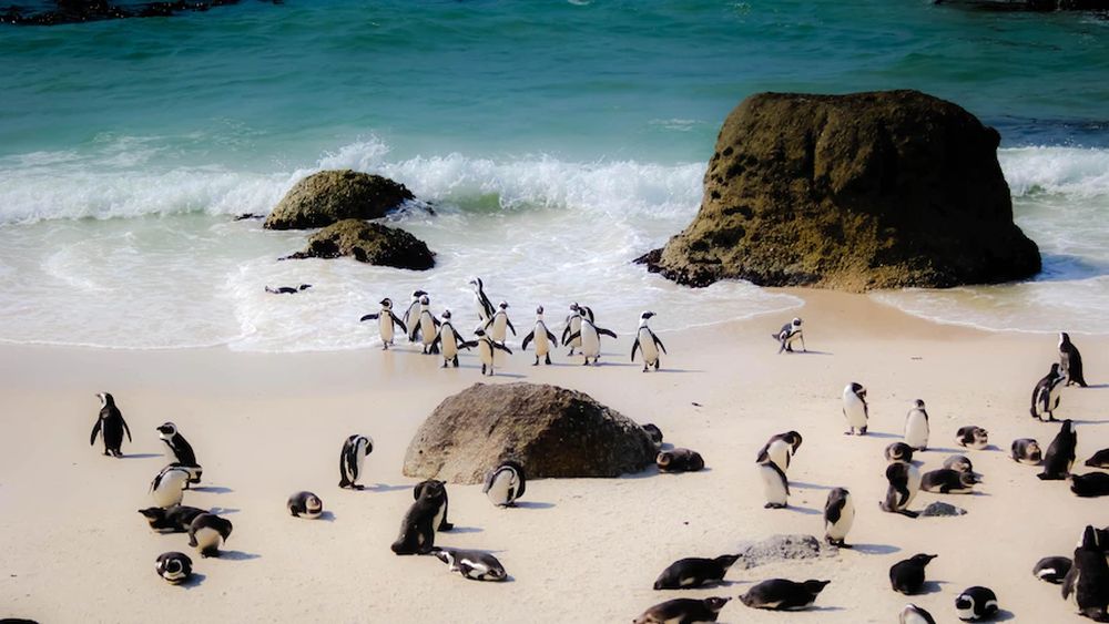 Bee Swarm Kills 63 Endangered African Penguins on South African Beach