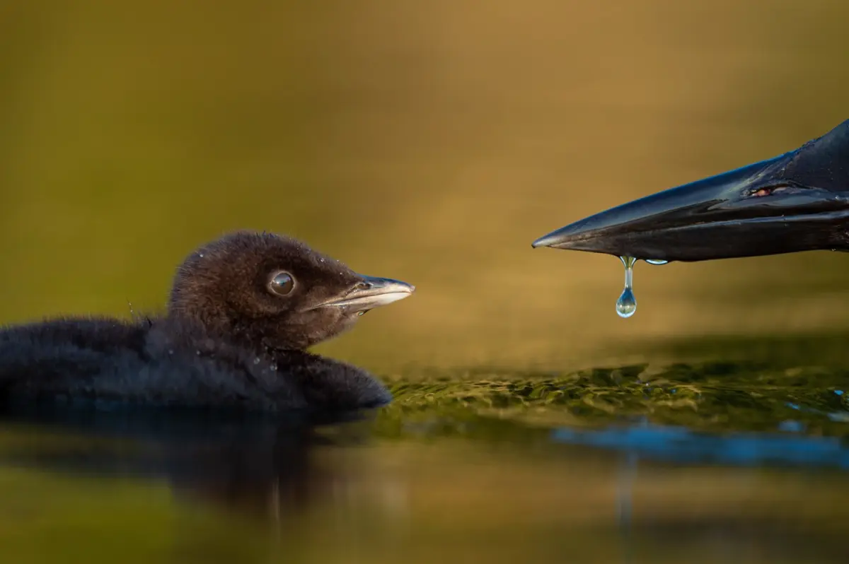 Winning Flock of Images from Bird Photographer of the Year 2021