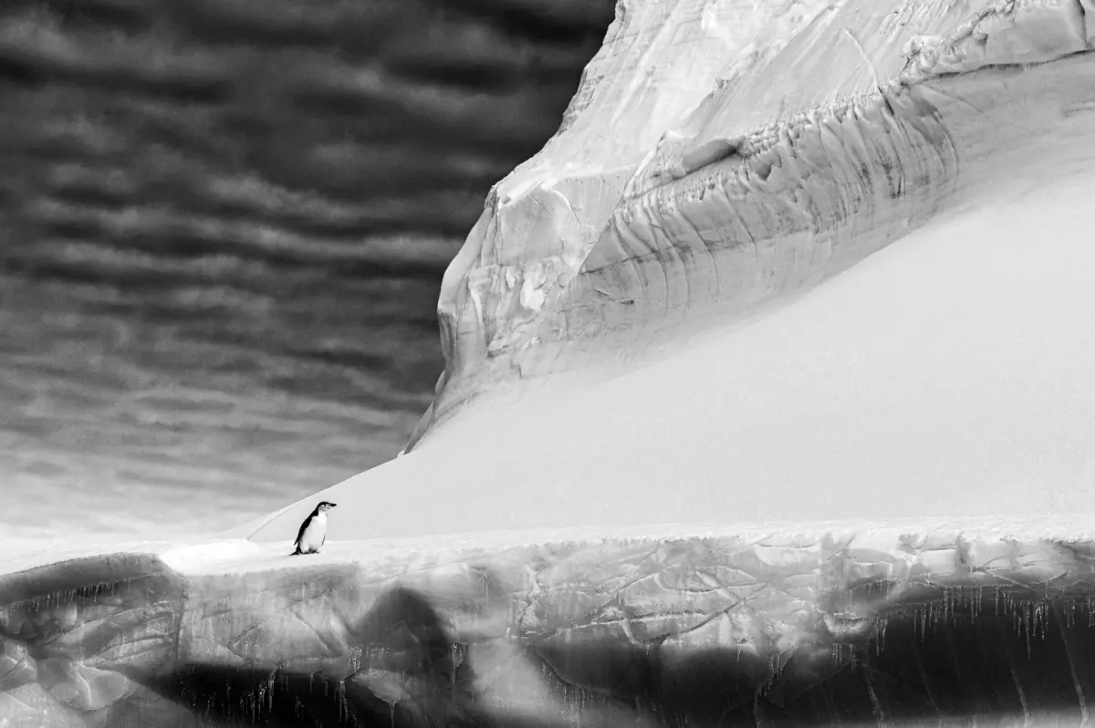 Winning Flock of Images from Bird Photographer of the Year 2021