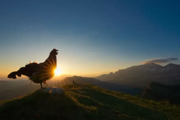 Winning Flock of Images from Bird Photographer of the Year 2021