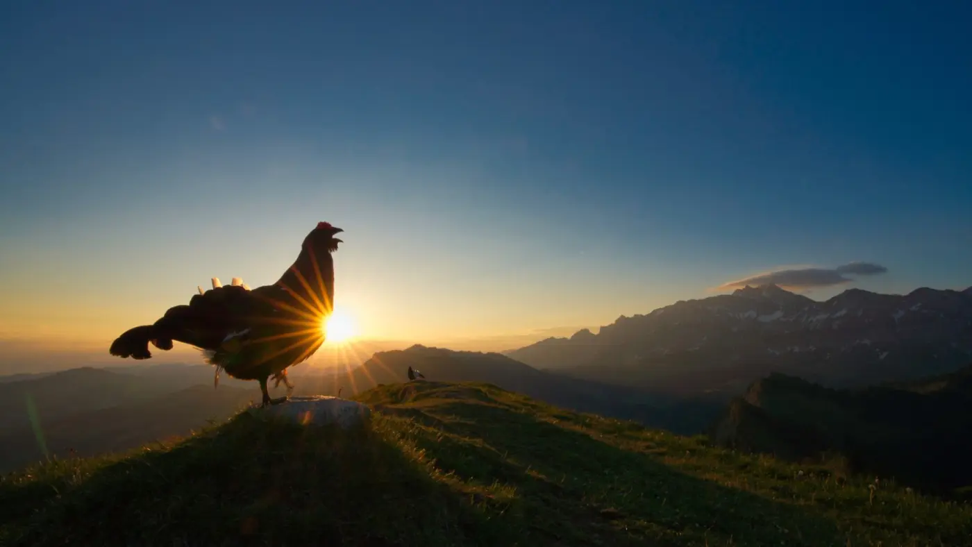 Winning Flock of Images from Bird Photographer of the Year 2021