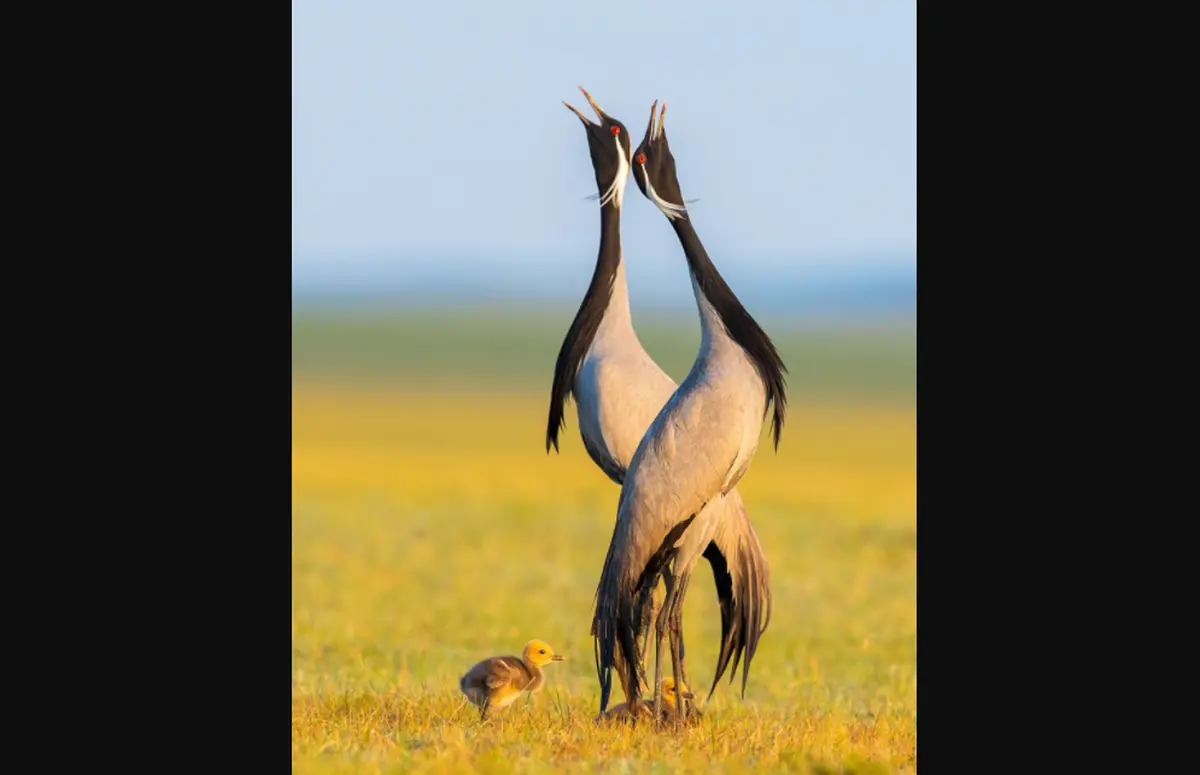 Winning Flock of Images from Bird Photographer of the Year 2021