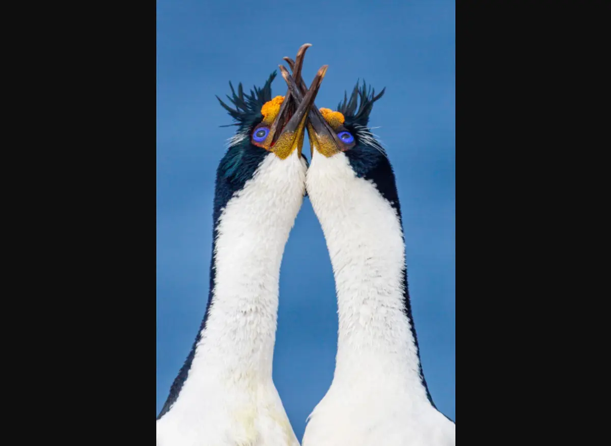 Winning Flock of Images from Bird Photographer of the Year 2021