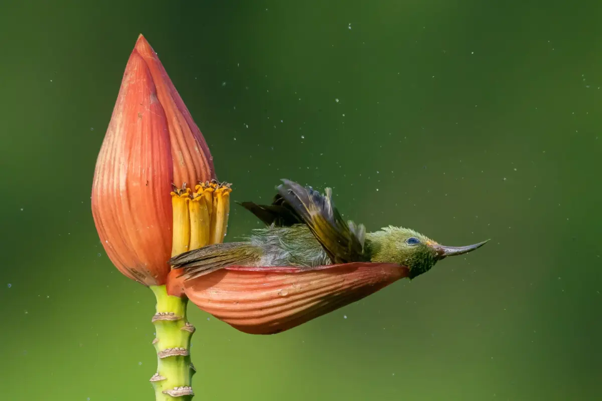 Winning Flock of Images from Bird Photographer of the Year 2021