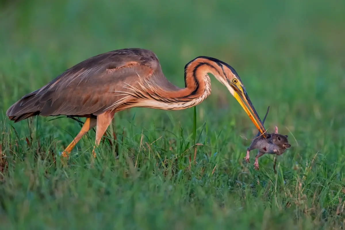 Winning Flock of Images from Bird Photographer of the Year 2021