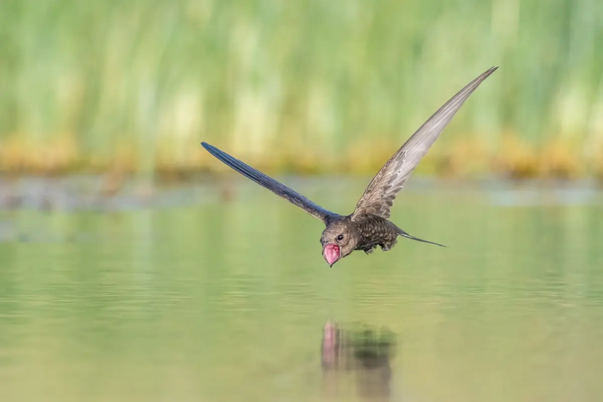 Winning Flock of Images from Bird Photographer of the Year 2021