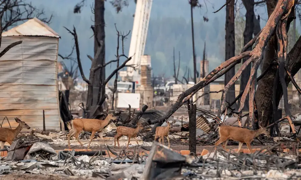 Severe Drought, Extreme Temperature Worsen California Wildfire 2021