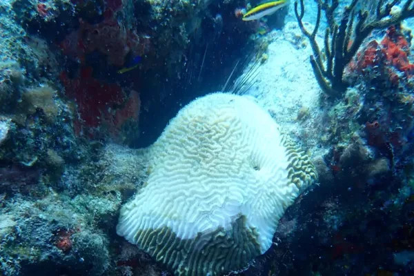 Coral Reef Disease Prompts Puerto Rico to Declare a State Emergency