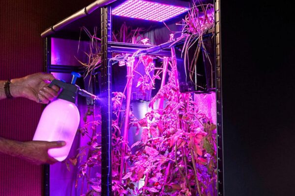 Ilja Schamle Made a Cloud Server Powered by Tomato Vines