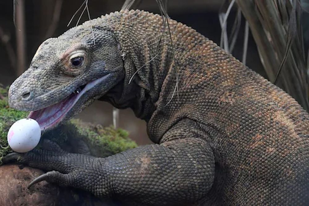 Komodo Dragon Listed as Endangered Species by IUCN