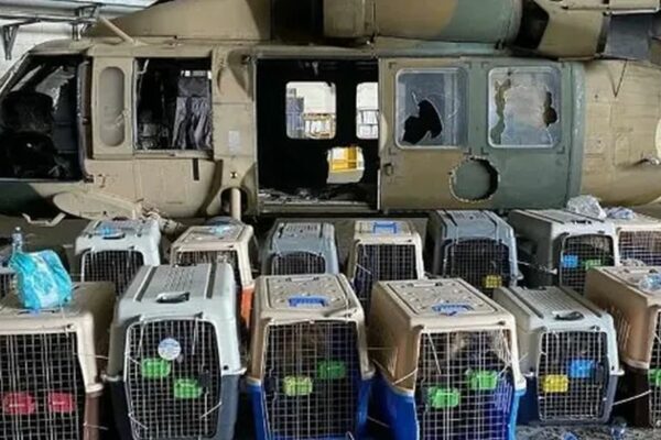 Pentagon Refused Accusations of Leaving Behind Dogs at Kabul Airport