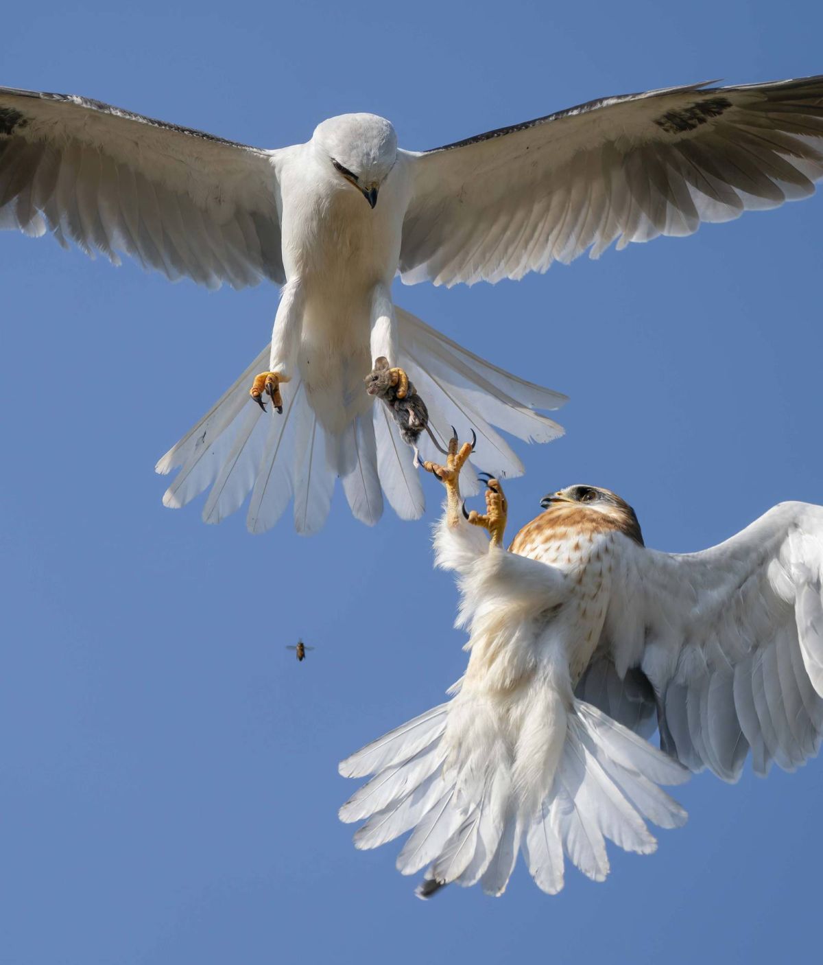 Wildlife Photographer of the Year