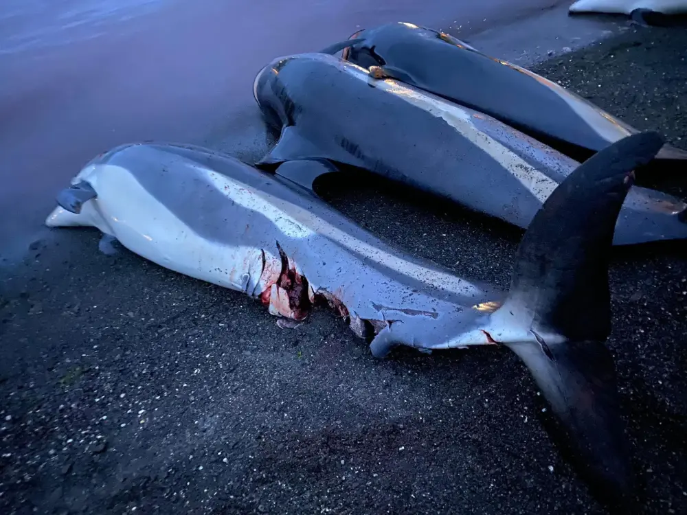 World Condemns Massacre of Almost 1500 Dolphins in Faroe Islands